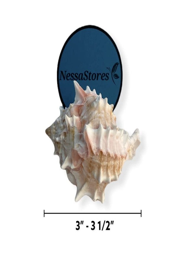 NessaStores - صدفة سرطان البحر الناسك الوردي من نوع Murex Phyllonotus erythrostomu، مقاس 3 بوصات - 3 1/2 بوصة #JC-040 (12 قطعة) - Image 3